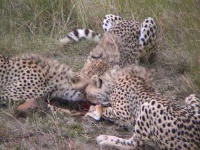 image of cheetah