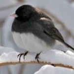 image of bird