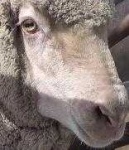 image of animal