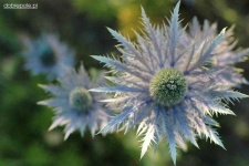 image of alpine_sea_holly #26