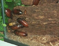 image of cockroach