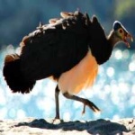 image of bird