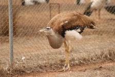 image of bustard