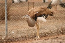 image of bustard #5