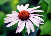 image of flower