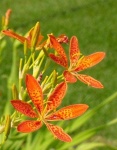 image of flower