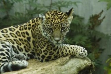 image of jaguar_car