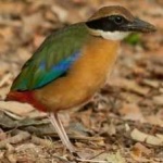 image of indian_pitta #9