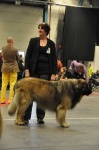 image of leonberg