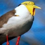 image of bird