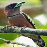 image of banded_broadbill #10