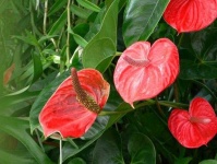 image of anthurium #10