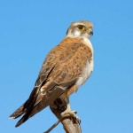 image of falcon