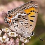 image of animal