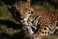 image of jaguar_car