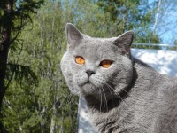 image of animal