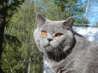 image of british_shorthair #16