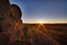 image of hay