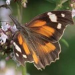 image of animal