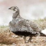 image of bird