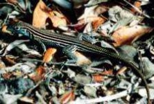 image of whiptail