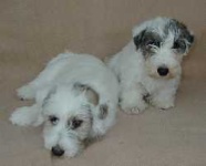 image of sealyham_terrier