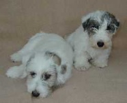 image of sealyham_terrier #20