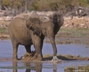 image of african_elephant