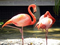 image of flamingo