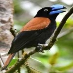 image of bird