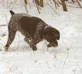 image of german_short_haired_pointer