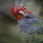 image of bird