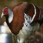 image of bird