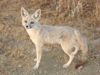 image of kit_fox