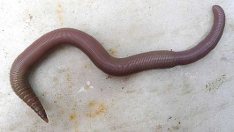 image of animal