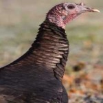 image of bird