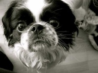 image of japanese_spaniel #22