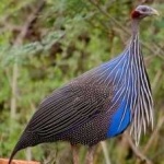 image of bird