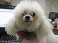image of toy_poodle
