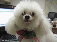 image of toy_poodle #12