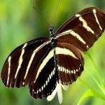 image of animal