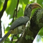 image of bird