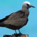 image of bird