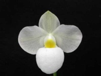 image of hard_leaved_pocket_orchid #18