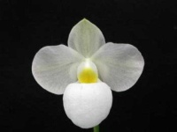 image of flower