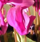 image of flower