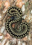 image of garter_snake #6