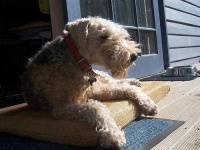 image of lakeland_terrier