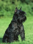 image of standard_schnauzer #5