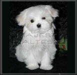 image of maltese_dog